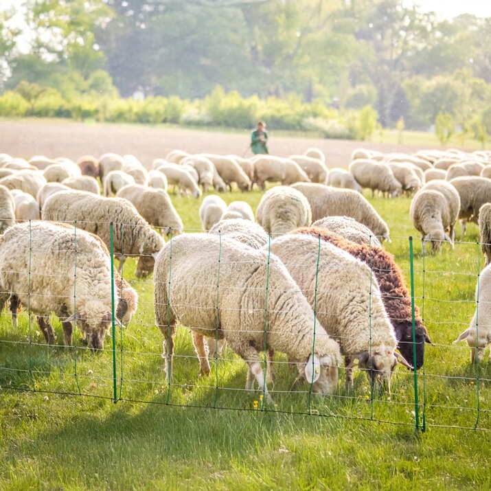 Fårnät 50 m, 108 cm