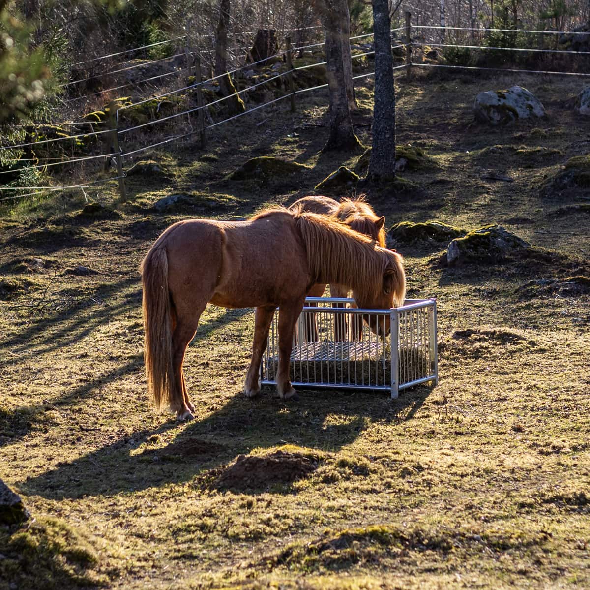 Foderbox för häst