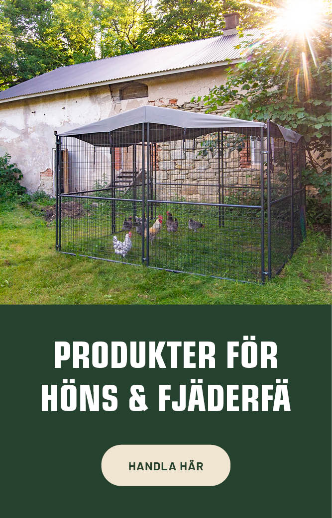 Höns_fjäderfä 320x500 LB.jpg