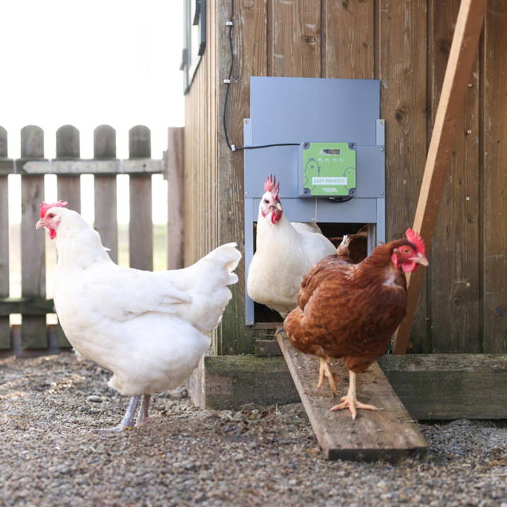 Automatisk lucköppnare, för höns