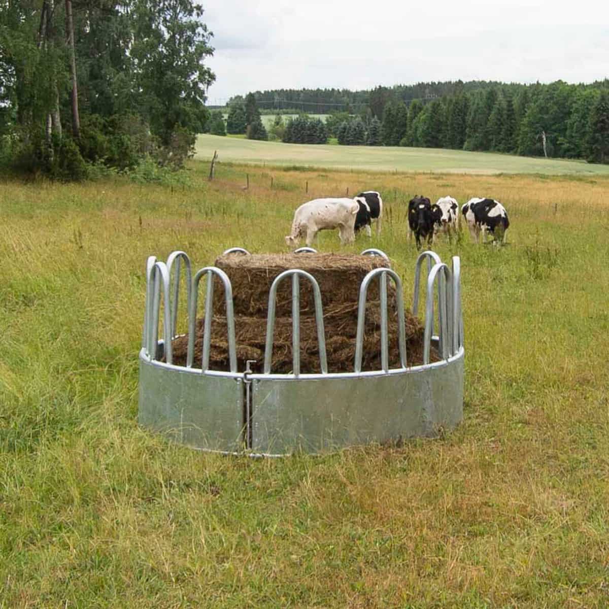 Foderhäck med bogstöd för nöt, 12 platser