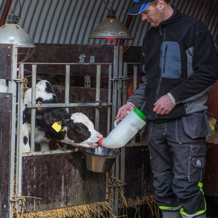 Mjölkflaska till kalv, 2,5 l med mjölknapp